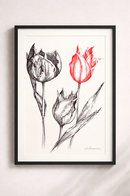 TULIPANI